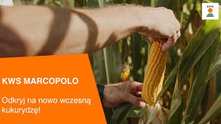 KWS MARCOPOLO  Odkryj na nowo wczesną kukurydzę🌽 [upl. by Michel428]