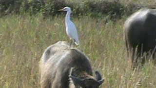 The Cattle Egret rides a Buffalo [upl. by Eiramannod]