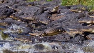 Gators Dozens of alligators gather around giant sinkhole in Florida [upl. by Dugan]