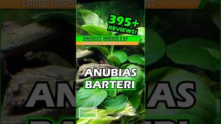 ALL CUSTOMER TANKS Anubias Barteri Broadleaf [upl. by Ahsikit]