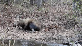 Moose with twins feeding [upl. by Feodor]