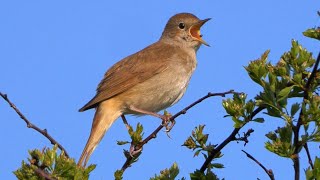 OISEAUX QUI CHANTENT 24 Oiseaux chanteurs Français [upl. by Jasisa]