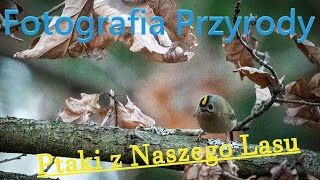 Fotografia Przyrody Ptaki z Naszego Lasu [upl. by Recor]