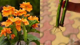 Crossandra infundibuliformis plant from cuttings अबोली का पौधा [upl. by Machute]