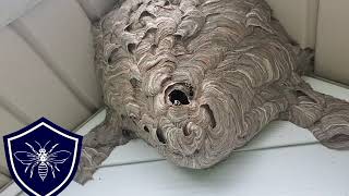 Hornet Nest Removal Downingtown PA [upl. by Anyar745]