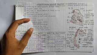 Gluteus Maximus  Structures Under Cover [upl. by Merari]