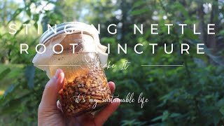 Stinging Nettle Root Tincture  How To Harvest the Root amp Make The Tincture [upl. by Dickey233]