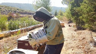 Arıları Kışa Hazırlama Sağlıklı Bir Kış Geçirmeleri İçin İpuçları 🐝❄️ [upl. by Orapma]