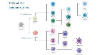 Cells of the Immune System Brittany Anderton [upl. by Claudetta]