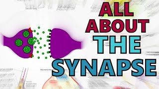 The Synapse  Function of the Synapse Explained  Synaptic Transmission  Types of Synapses [upl. by Eilyac]