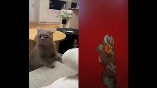 cat friends funnycutekitties viralvideo [upl. by Block536]