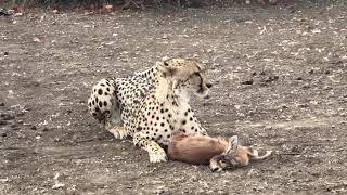 Cheetah with baby Steenbok kill [upl. by Orv234]