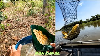 Aprenda a pescar assim e nunca mais vai voltar sem peixe da pescaria pescaria de pacu no Pantanal [upl. by Odnarb195]