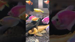 TIPS MENCEGAH WHITE SPOT PADA IKAN petfish aquarium glofishtetra freshwaterfish ikan aquascape [upl. by Geneva253]