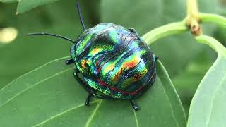 큰광대노린재 Poecilocoris splendidulus Esaki 1935 [upl. by Bronez]