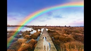 OLTRE IL PONTE DELLARCOBALENO trailer [upl. by Silas230]