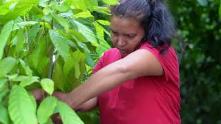 Taste Honduras  Cocoa Sector [upl. by Ecnaled694]