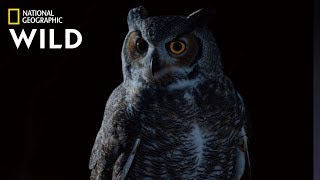 Great Horned Owl on the Hunt  Nat Geo Wild [upl. by Mastrianni]