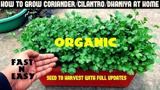 How to Grow CorianderCilantroDhaniya at HomeFULL INFORMATION [upl. by Lorenzo]