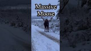 The Monster Moose Gear Up for Hunting Season moose wildlife viralvideo biggamehunter [upl. by Arahsak]