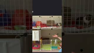 Idea Libbyspiggies guineapig cage pets [upl. by Norraa637]