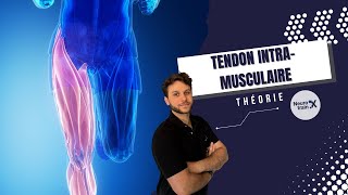 Les lésions MUSCULAIRES GRAVES Tendon INTRAMUSCULAIRE  En théorie [upl. by Yorick]