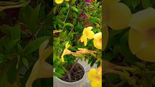 youtubeshort flowers alamanda gradening song naturelovers [upl. by Atsirhc]