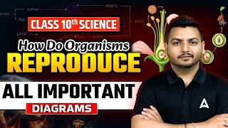 How Do Organisms Reproduce  All Important Diagrams🔥 Class 10 Science  Biology by Raghvendra Sir [upl. by Brodench923]