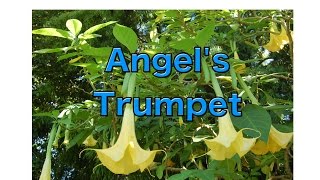 Growing Brugmansia from Seed  Angels Trumpet [upl. by Prasad]