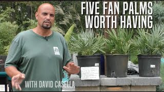 Five Fan Palms Worth Having [upl. by Blen360]