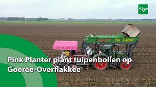 Pink Planter plant tulpenbollen op GoereeOverflakkee [upl. by Occir592]