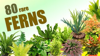 80 FERN SPECIES  HERB STORIES [upl. by Meri]