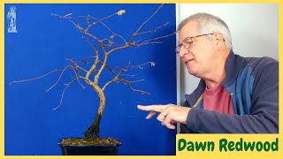 Autumn Bonsai Care Essential Final Tasks Larch amp Dawn Redwood [upl. by Jacquette]