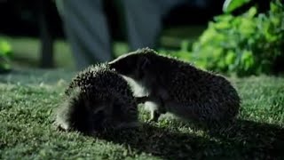 Hedgehog Mating Rituals  Life of Mammals  BBC Earth [upl. by Shanna]