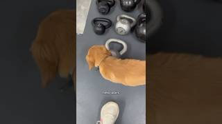 Day in the life of Fred the puppy goldenretriever goldenretrieverpuppy puppy funny shorts [upl. by Arrotal676]