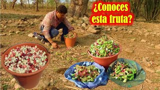 ¿Con que nombre conoces esta fruta Guamúchil gallinero pinzan chiminango gina roscas humos [upl. by Obidiah]