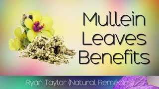 Mullein Leaf Benefits and Uses [upl. by Duval918]