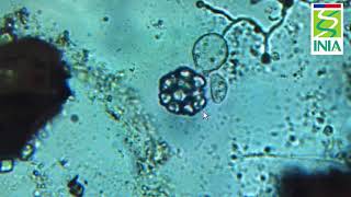 Phytophthora spp [upl. by Goulet]