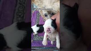 Shihtzu puppies shihtzu doglover foryou viralvideo [upl. by Nnil763]