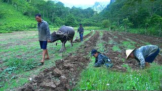 Living in the forest Plowing the land together Making beds planting lots of corn [upl. by Hyrup]