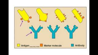 Microbiology of Antibody amp Antigen Recognition [upl. by Atnim]