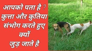 Kutta ka bachcha shots vivekvlog [upl. by Knowlton]