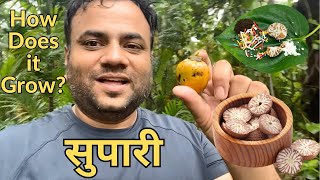 Supari  How does it grow Spice travel by Farming engineer  Areca Nut Farming [upl. by Assir]