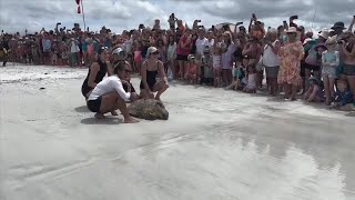 5 sea turtles released at Topsail Hill Preserve State Park [upl. by Haianeb807]