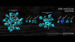 Citric Acid Cycle [upl. by Bourne]