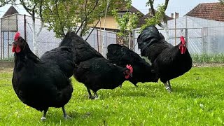 Australorp chickens  Australorp chicken breed  Black Australorp  Australorp heritage [upl. by Cornelie166]