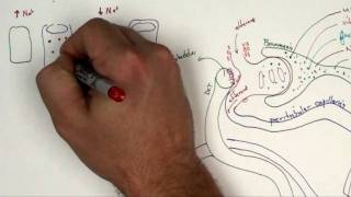 Proximal Convoluted Tubule Part 2 [upl. by Phila940]