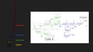 Biosíntesis de Lipopolisacáridos en EColi [upl. by Acimad963]