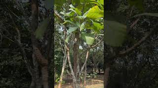 Madhuca longifolia bark and leaves [upl. by Fredric]