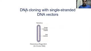 M13 phage Cycle and Gene Cloning [upl. by Novoj]